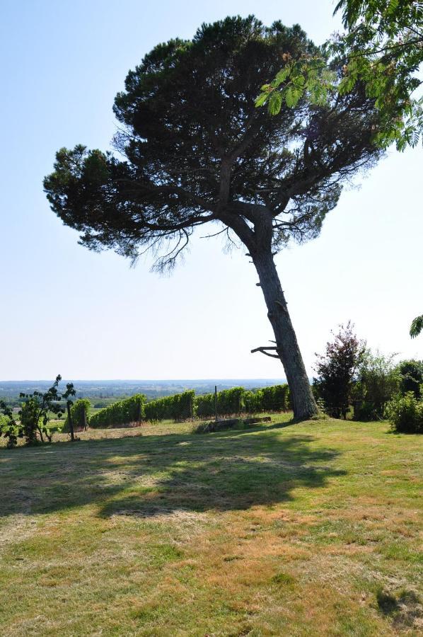 Clos Saint Sauveur - Guesthouse Au Coeur Des Vignes Sur Le Coteau エクステリア 写真